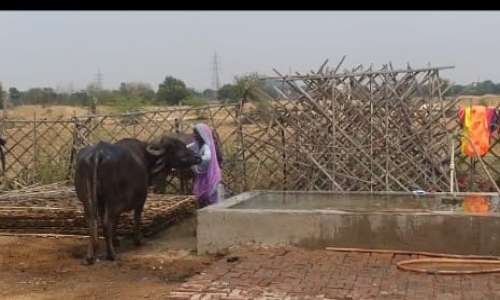 भूरेडी गौशाला में गोवंश की जगह भैंसों की सेवा की जा रही है